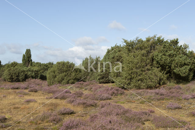 common juniper (Juniperus communis)