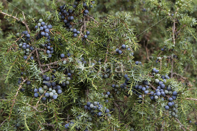 Jeneverbes (Juniperus communis)