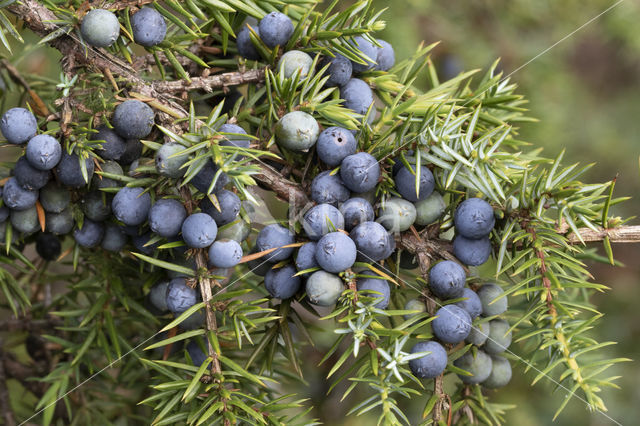 common juniper (Juniperus communis)