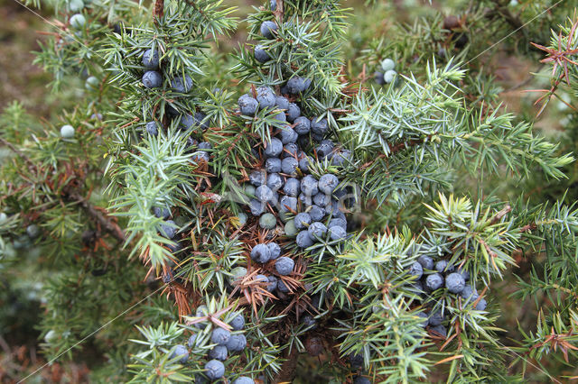 Jeneverbes (Juniperus communis)