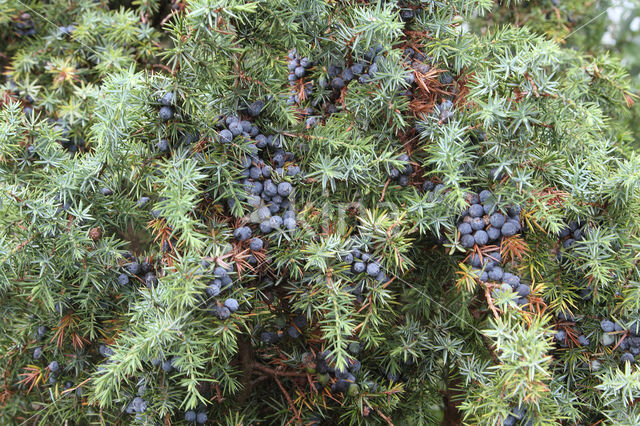 common juniper (Juniperus communis)