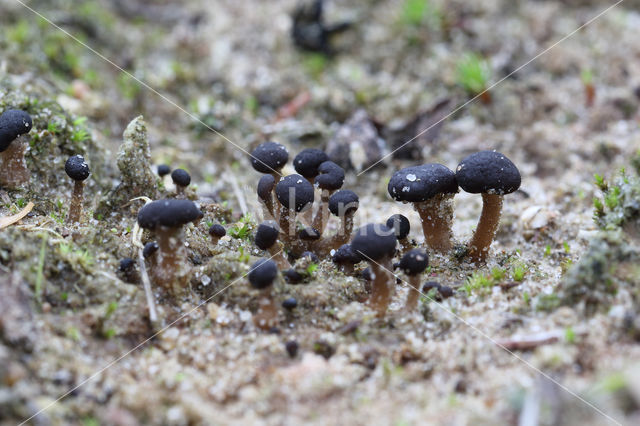 Sarcoleotia platypus