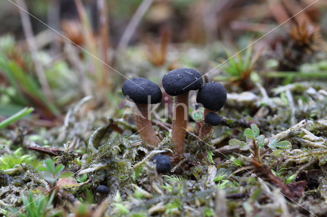 Gesteeld veenknoopje (Sarcoleotia platypus)