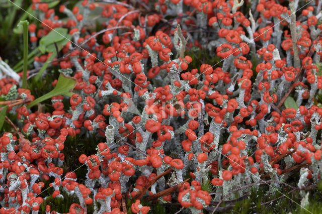 rode heidelucifers (cladonia floerkeana)
