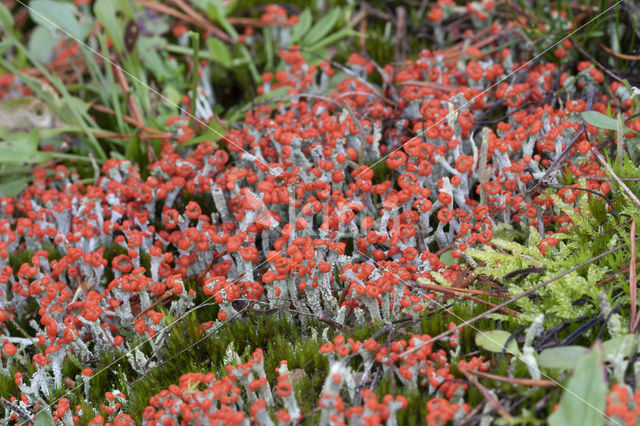 rode heidelucifers (cladonia floerkeana)