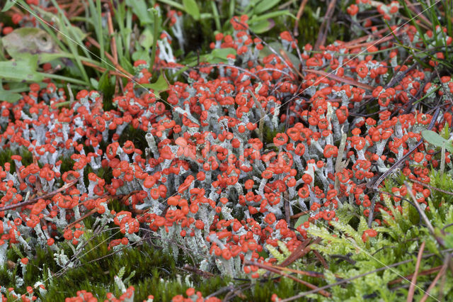 rode heidelucifers (cladonia floerkeana)