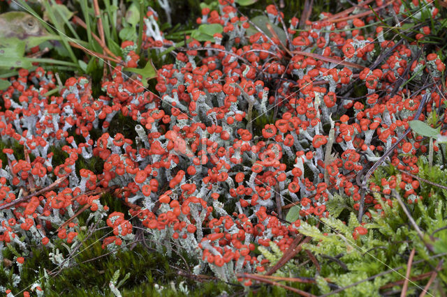 rode heidelucifers (cladonia floerkeana)