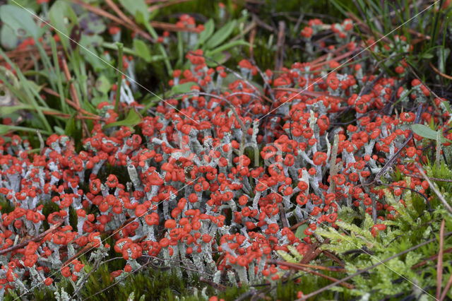 rode heidelucifers (cladonia floerkeana)