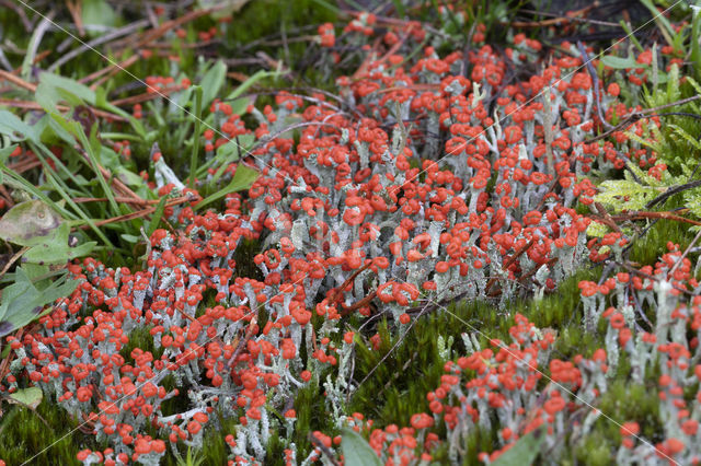 rode heidelucifers (cladonia floerkeana)