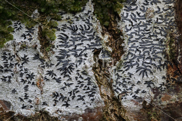 Common script lichen (Graphis scripta)