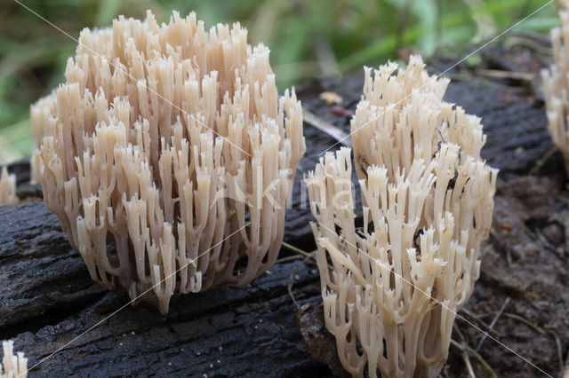 Crown-tipped coral fungus