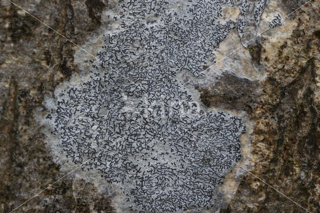 pink rune crust (phaeographis smithii)