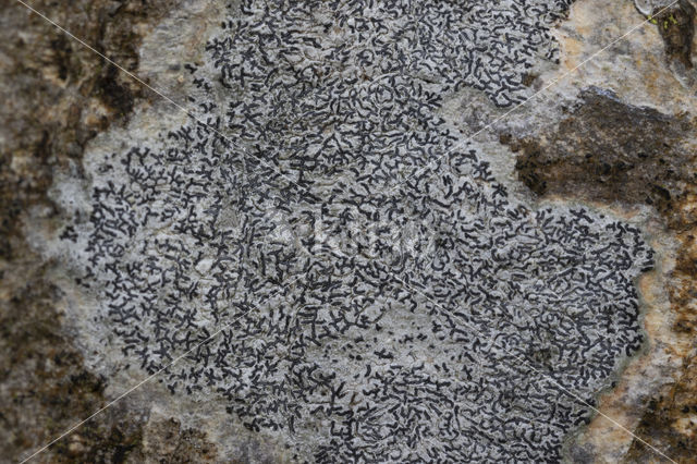 Common script lichen (Graphis scripta)