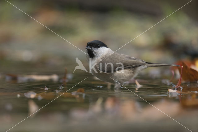 Matkop (Parus montanus)