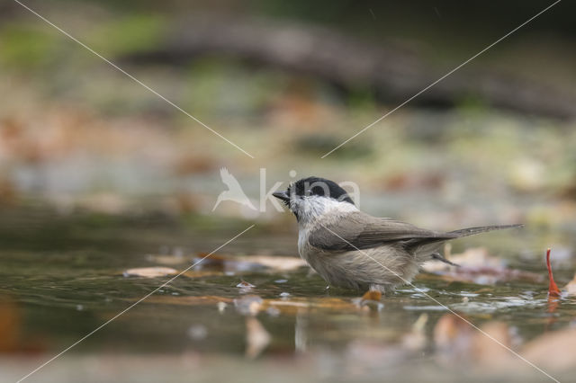 Willow Tit (Parus montanus)