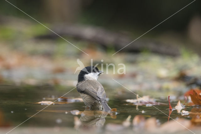 Matkop (Parus montanus)