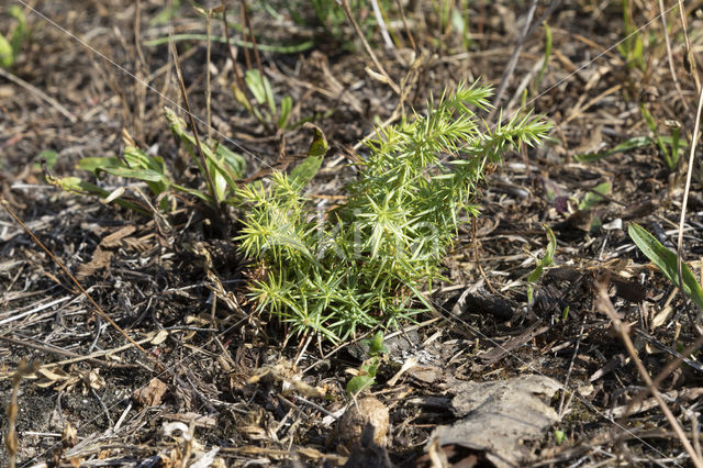 common juniper (Juniperus communis)