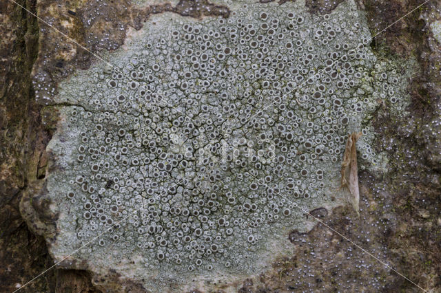 Lecanora argentata