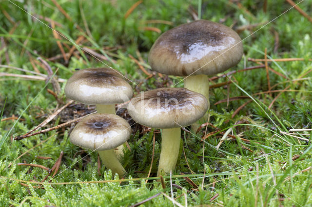 Pine-wood Waxy Cap (Hygrophorus hypothejus var. hypothejus)