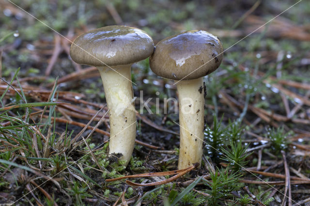 Pine-wood Waxy Cap (Hygrophorus hypothejus var. hypothejus)