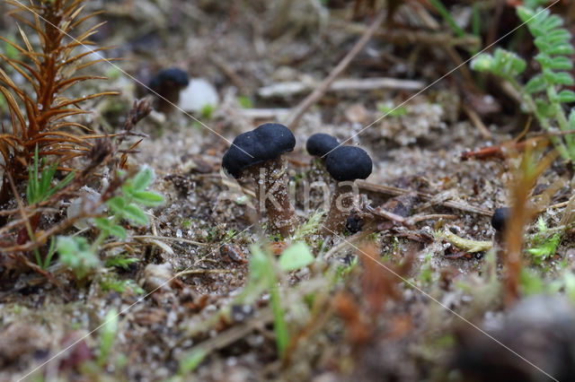 Gesteeld veenknoopje (Sarcoleotia platypus)