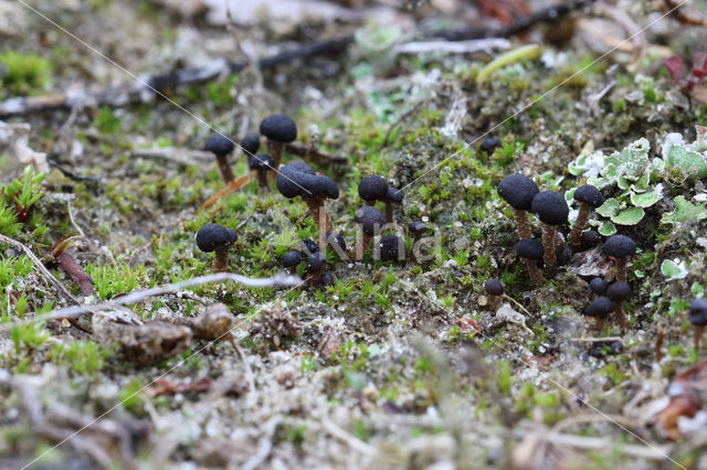 Gesteeld veenknoopje (Sarcoleotia platypus)