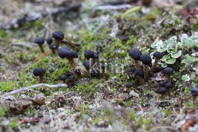 Gesteeld veenknoopje (Sarcoleotia platypus)