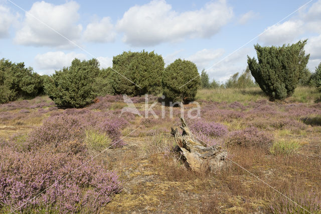 common juniper (Juniperus communis)