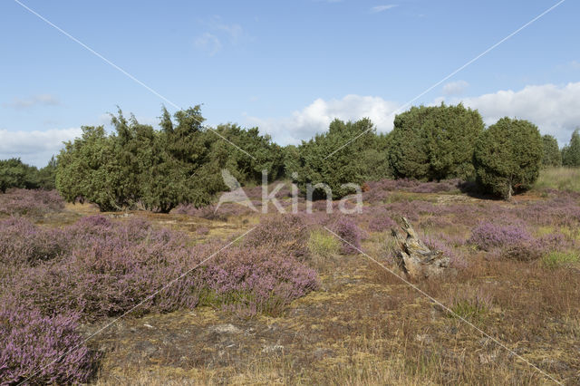 Jeneverbes (Juniperus communis)