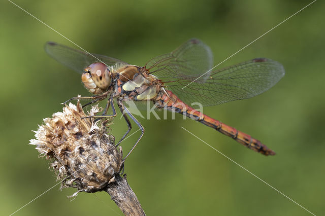 Bruinrode heidelibel (Sympetrum striolatum)