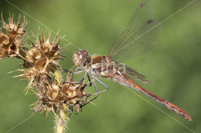 Common Darter (Sympetrum striolatum)