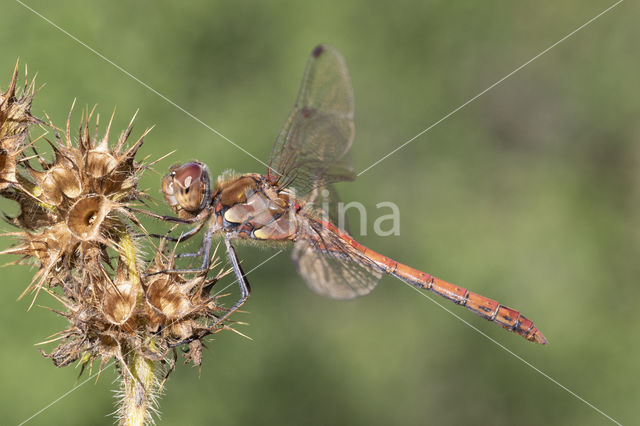 Common Darter (Sympetrum striolatum)