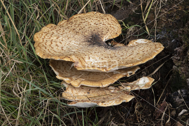 Zadelzwam (Polyporus squamosus)