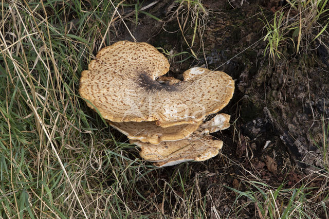 Dryad's Saddle (Polyporus squamosus)