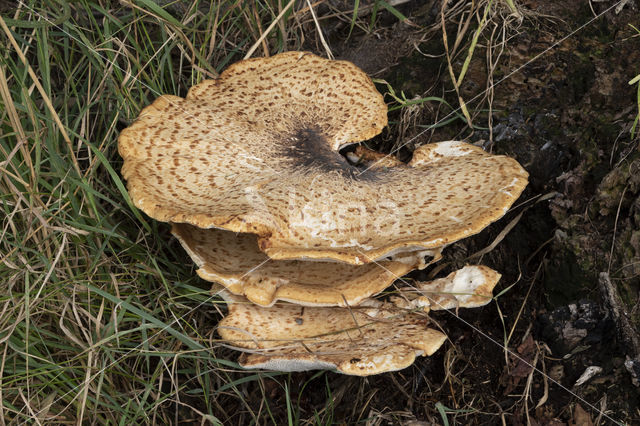 Zadelzwam (Polyporus squamosus)