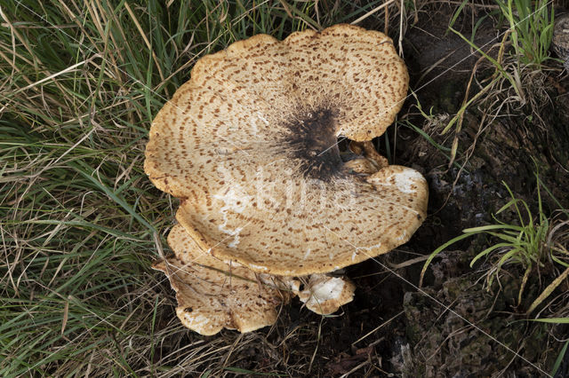 Zadelzwam (Polyporus squamosus)