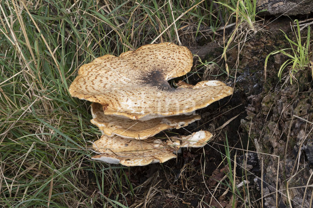 Zadelzwam (Polyporus squamosus)