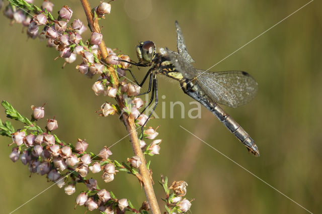 Black Darter (Sympetrum danae)