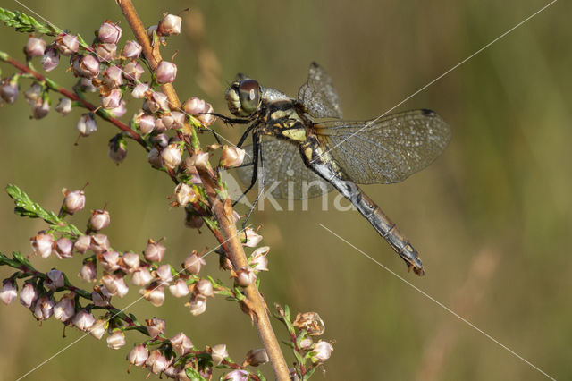 Black Darter (Sympetrum danae)