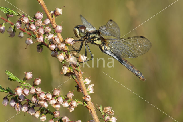 Black Darter (Sympetrum danae)