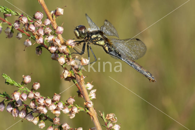 Black Darter (Sympetrum danae)