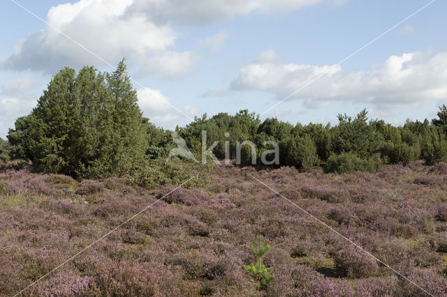 common juniper (Juniperus communis)