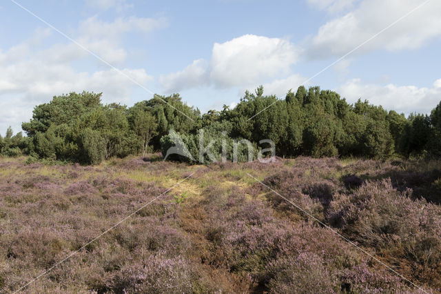 common juniper (Juniperus communis)