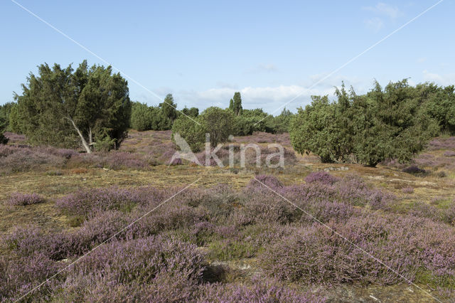 common juniper (Juniperus communis)