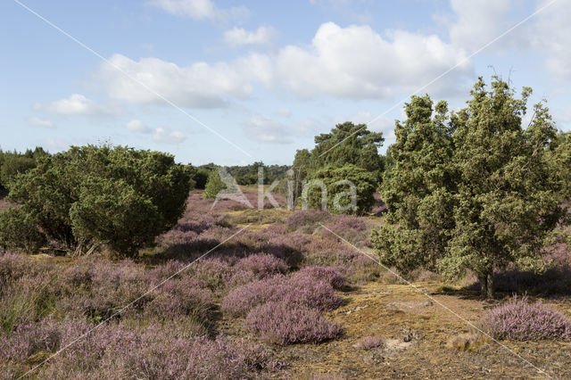 common juniper (Juniperus communis)