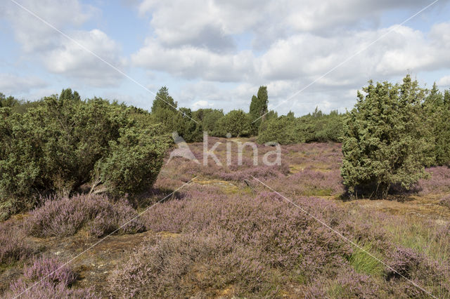 common juniper (Juniperus communis)