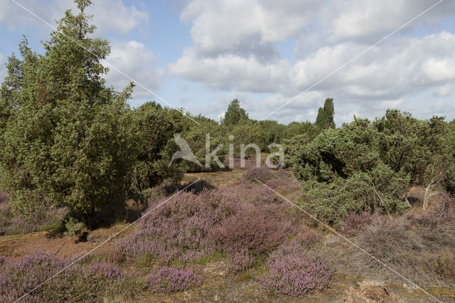 Jeneverbes (Juniperus communis)