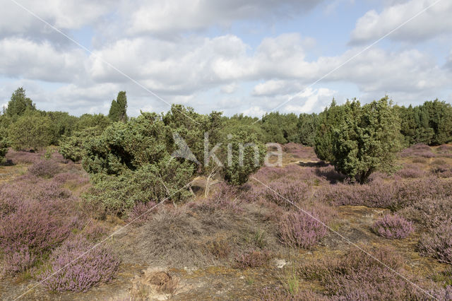 Jeneverbes (Juniperus communis)