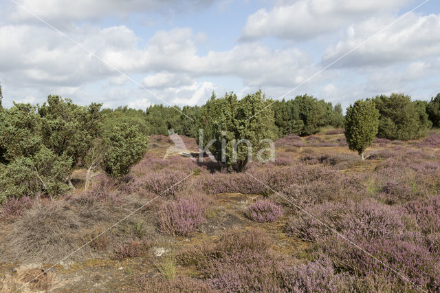 common juniper (Juniperus communis)