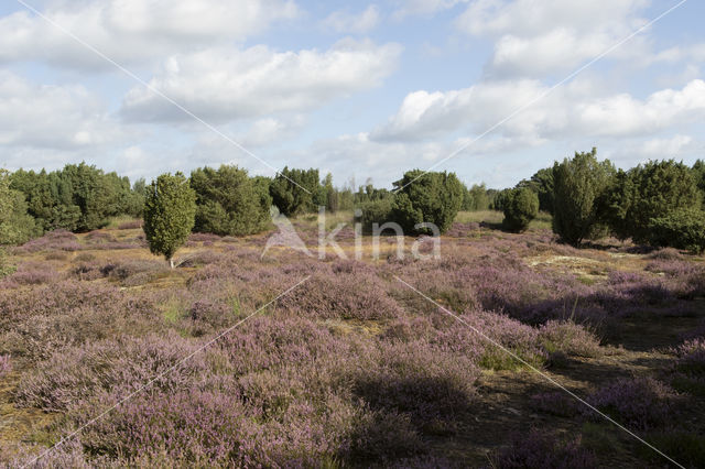 common juniper (Juniperus communis)